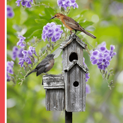 Birds and Wildflowers