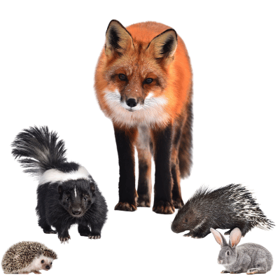 A hedgehog, skunk. fox, porcupine, and rabbit.